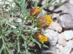 Dyssodia papposa