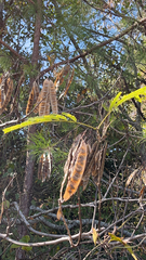 Leucaena leucocephala