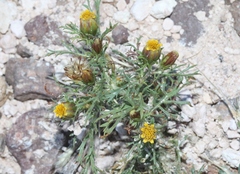 Dyssodia papposa