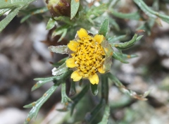 Dyssodia papposa