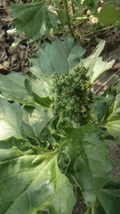 Chenopodiastrum murale