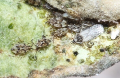 Gargaphia iridescens