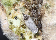 Gargaphia iridescens