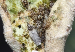 Gargaphia iridescens