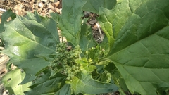 Chenopodiastrum murale