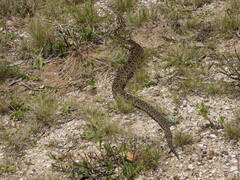 Bothrops alternatus