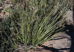 Dasylirion leiophyllum