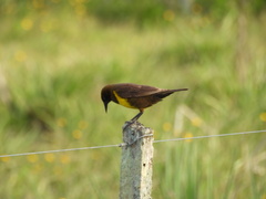 Pseudoleistes virescens