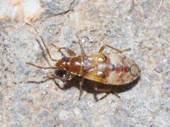 Lygaeoidea