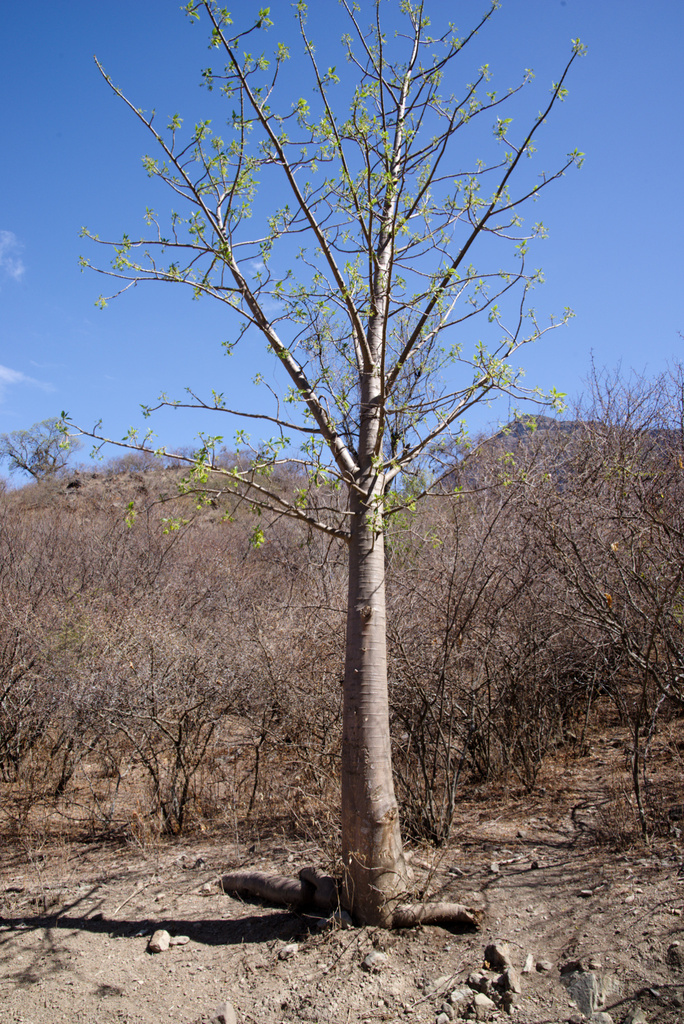 Vasconcellea lanceolata
