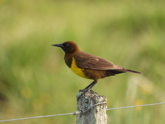 Pseudoleistes virescens