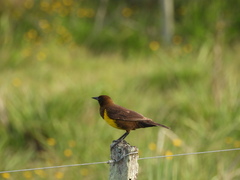 Pseudoleistes virescens