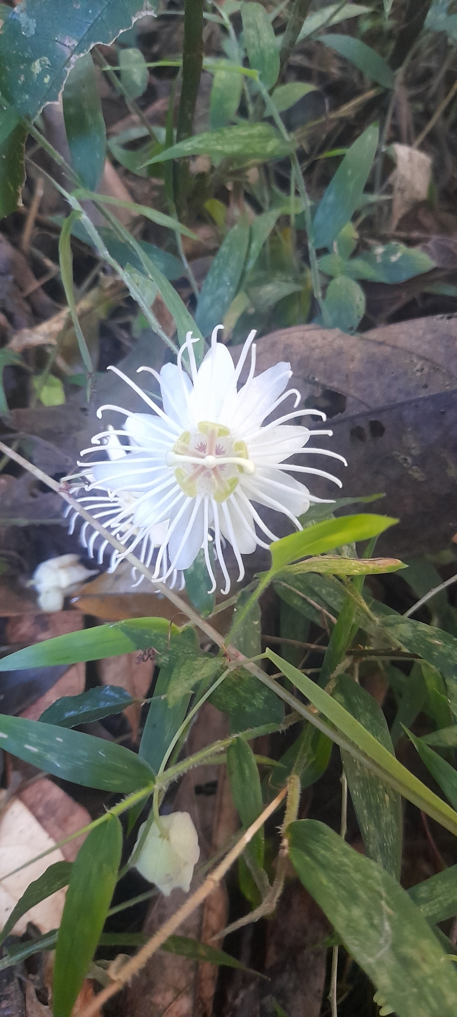 Passiflora mediterranea