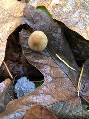 Galerina badipes
