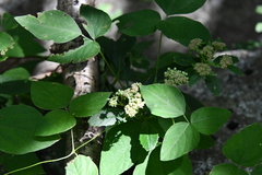 Hylotelephium viviparum