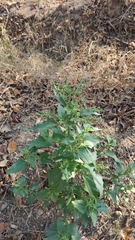 Chenopodiastrum murale