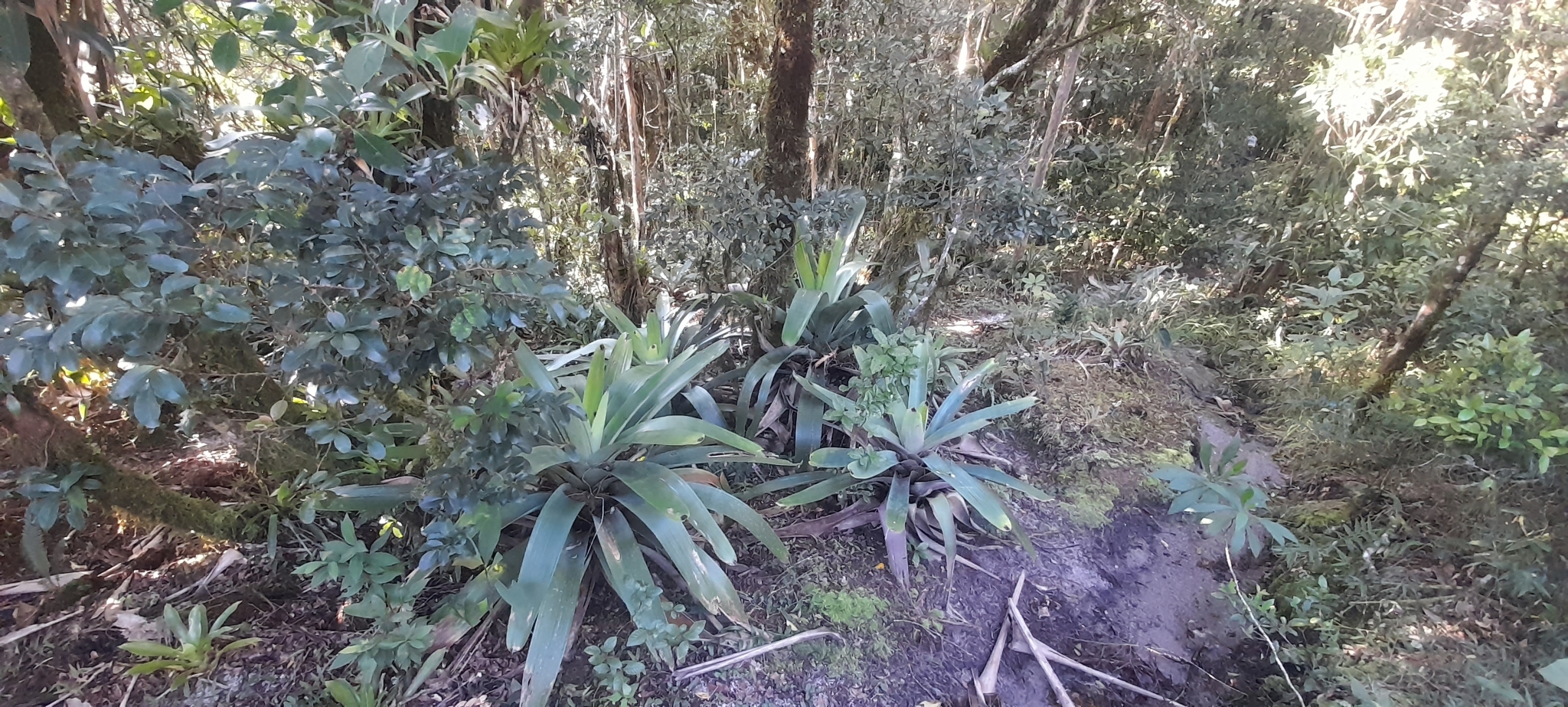 Vriesea bituminosa