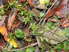 Galium triflorum