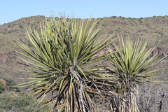Yucca torreyi