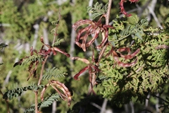 Mimosa aculeaticarpa