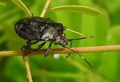 Antiteuchus