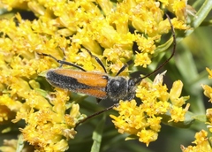 Crossidius pulchellus