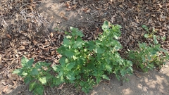 Chenopodiastrum murale