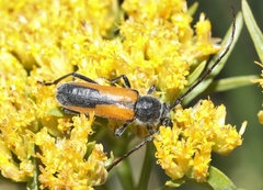 Crossidius pulchellus