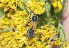 Crossidius pulchellus