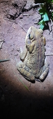 Rhinella
