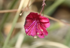 Boerhavia gracillima