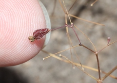 Boerhavia gracillima