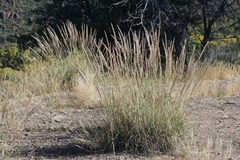 Muhlenbergia emersleyi