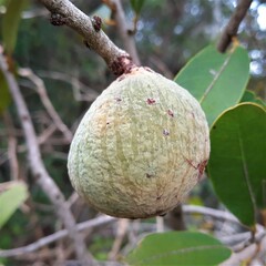 Salacia