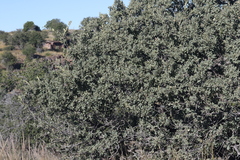 Quercus grisea