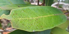 Salacia
