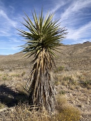 Yucca faxoniana