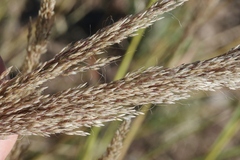 Muhlenbergia emersleyi