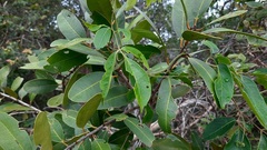 Salacia