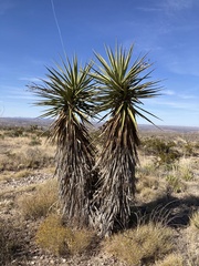 Yucca faxoniana
