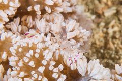 Ancylomenes holthuisi