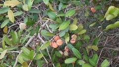 Salacia