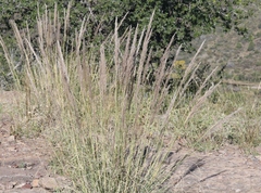 Muhlenbergia emersleyi