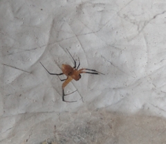 Nephilingis cruentata