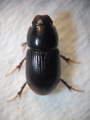 Calamosternus granarius