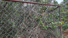 Salacia