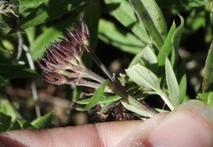 Bouvardia ternifolia