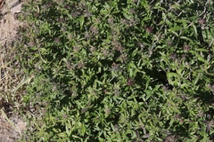 Bouvardia ternifolia