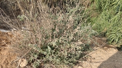 Atriplex halimus