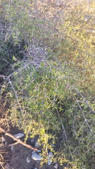 Coprosma propinqua
